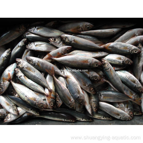 Frozen Horse Mackerel Price 16-20cm 20-25cm 25cm Up